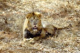 Image du Maroc Professionnelle de  MAX un jeune lion de l'atlas âgé de 7 ans effectue sa première sortie de cage depuis sa naissance au zoo de Témara près de Rabat. Mardi 27 Avril 1999. (Photo / Abdeljalil Bounhar) 